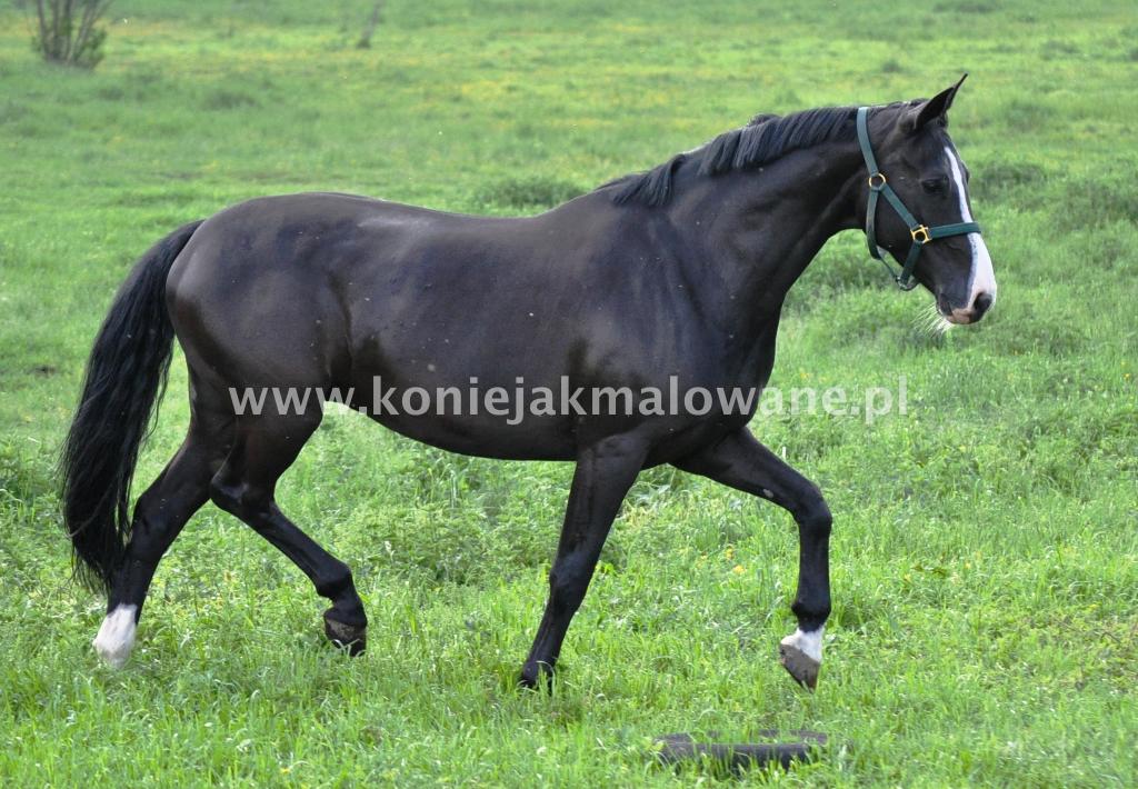 hodowla koni hanowerskich