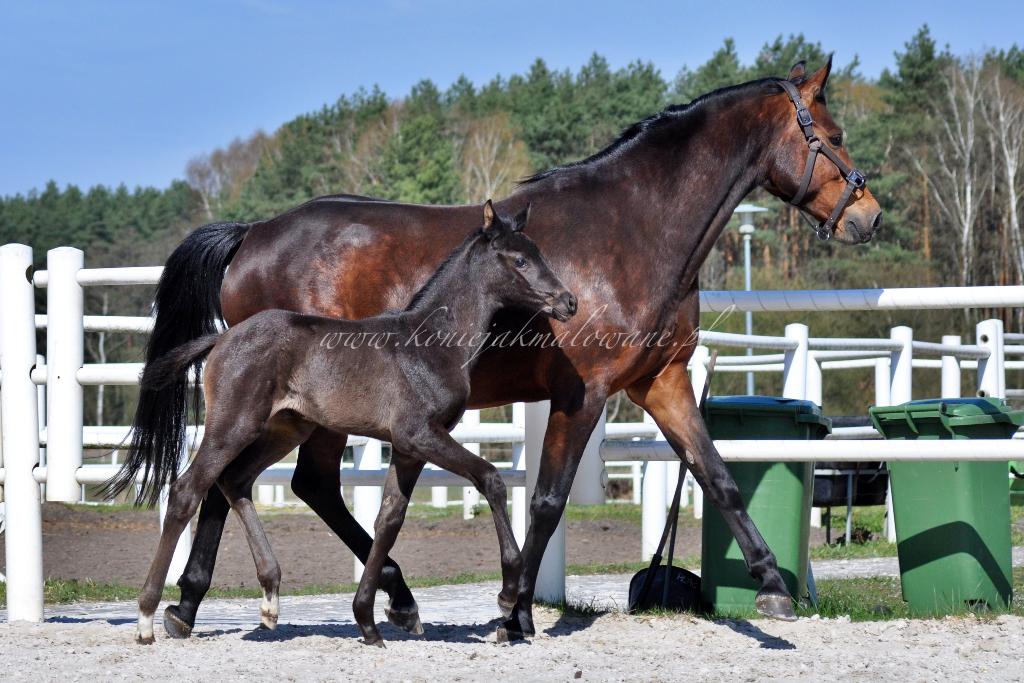 Rozalinda Wood Damasca_i_Romantica