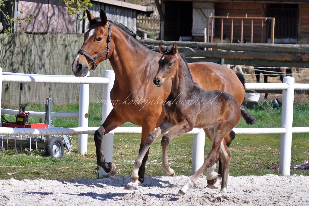 Rozalinda Wood Rewia_i_Rosaline