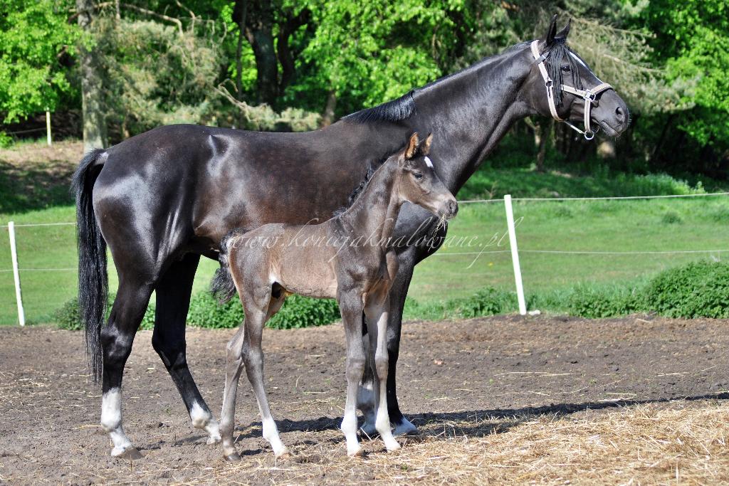 Rozalinda Wood Rozalinda_i_Dolce_Romeo