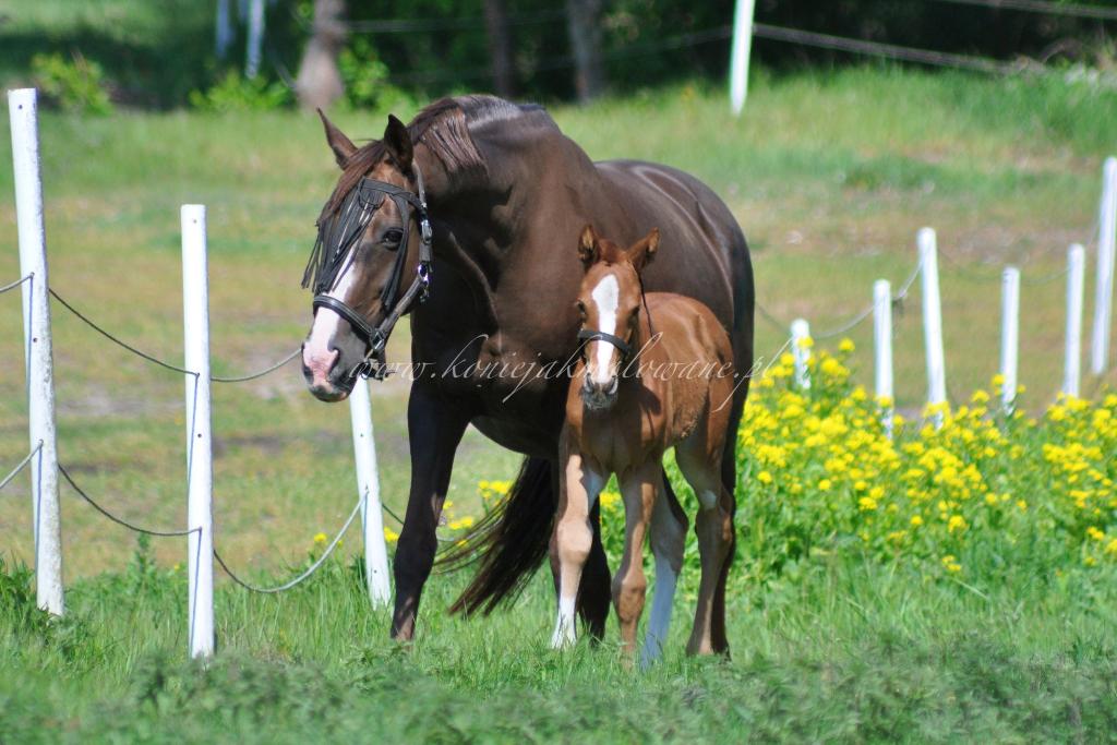 Die Fee die_fee_z_soleil