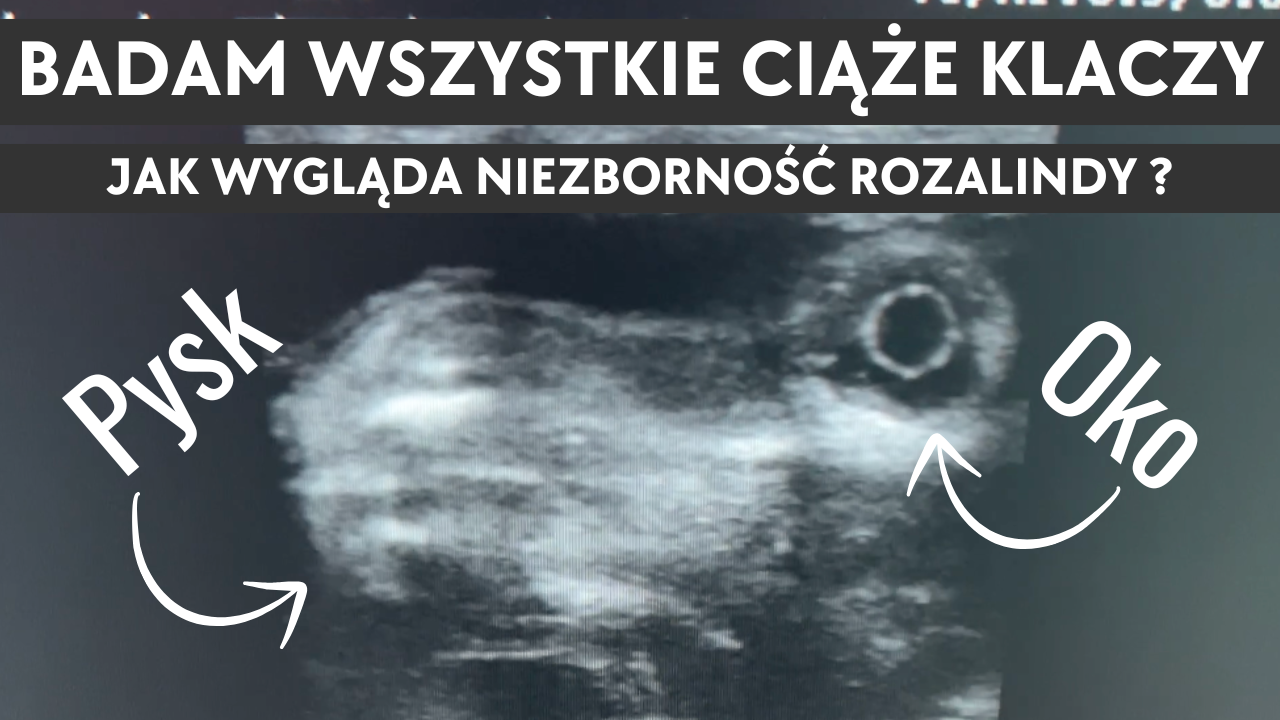 19.09.25 Kulisy hodowli - Badam wszystkie ciąże klaczy. Jak wygląda niezborność Rozalindy?