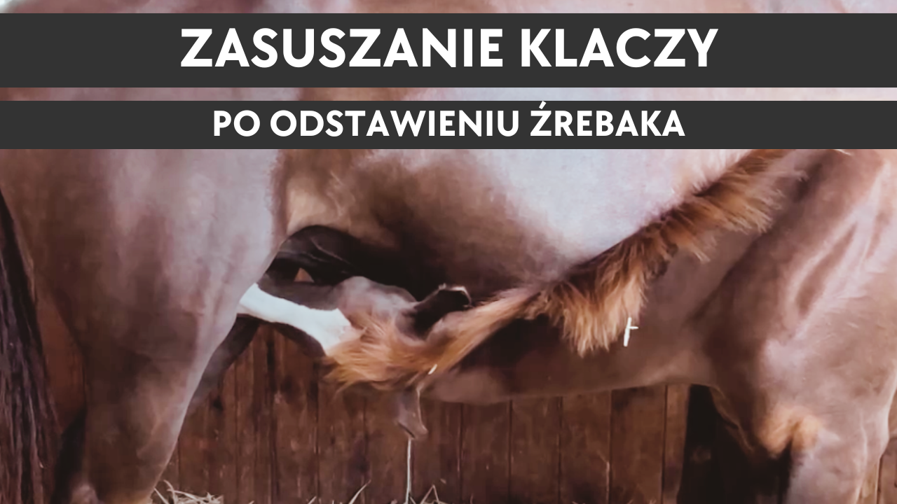 4.10.25 Kulisy hodowli - Zasuszanie klaczy po odstawieniu źrebaka