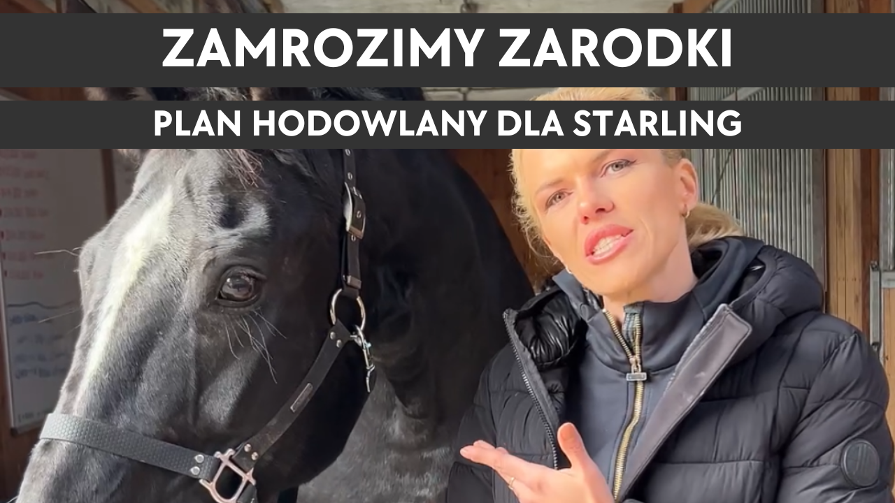 24.10.25 Kulisy hodowli – Zamrozimy zarodki – plan hodowlany na Starling