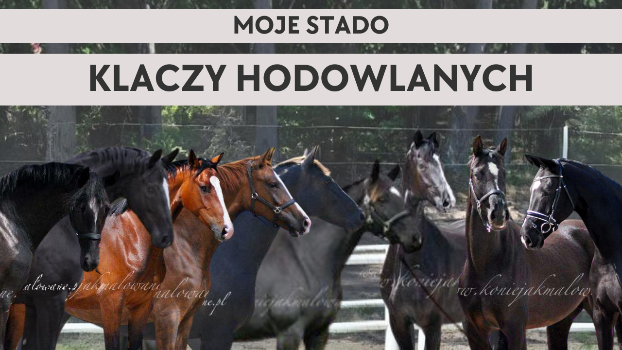 29.01.26 Moje stado klaczy hodowlanych 