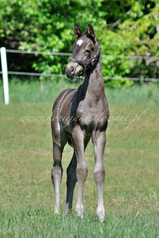 7.02.26 5.02.26 Uaktualnione zakładki źrebiąt