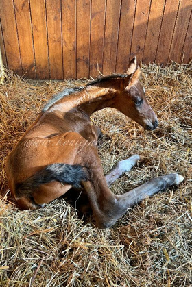 2025.06.13 Narodziny Fleur Jak Malowanej