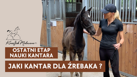 14.07.25 Jaki kantar dla źrebaka? Ostatni etap nauki