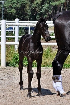 Tassimo Jak Malowany - SPRZEDANY