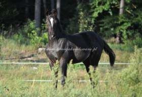 2012.11.22 Imiona konijakmalowanych