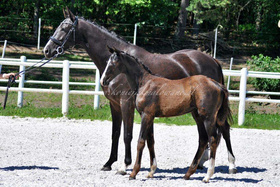 2023.08.05 3 miesiące Silhouette Jak Maowanej