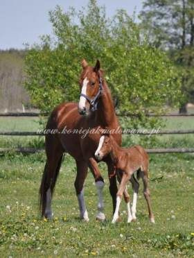 2011.05.10 - Pierwszy spacer Sarabi