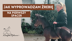 8.05.25 Jak wyprowadzam źrebię na pierwszy spacer ?
