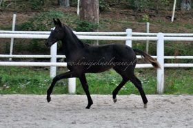 2023.10.13 6 miesięcy Tellura Jak Malowanego