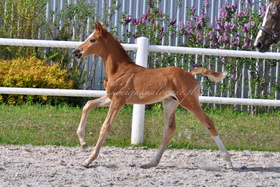 2025.05.09 Miesiąc Olfabio Jak Malowanego
