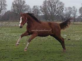 Soraya - SPRZEDANA !