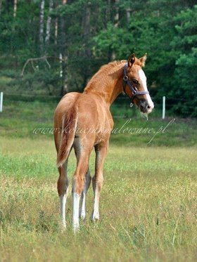 2021.07.01 Łąka 9 źrebiąt z rocznika 2021