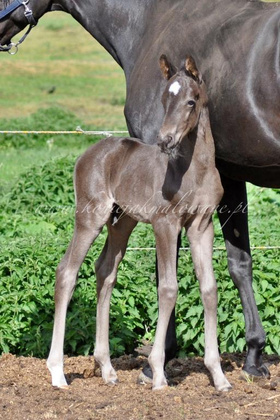 Everlight Jak Malowany - SPRZEDANY