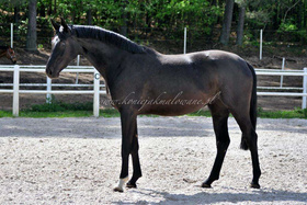 2022.05.23 3 lata Twilight Jak Malowanej