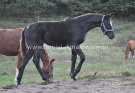 2012.10.16 Odsadzanie Starling