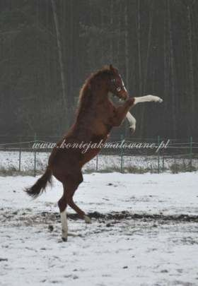 2012.01.05 - Pierwszy śnieg źrebaków