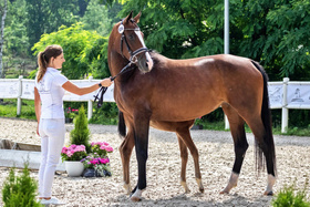 2023.07.07 Czempionat Źrebiąt i Klaczy Ras Szlachetnych w Pilchowie Samedi Jak Malowanej