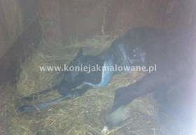 2013.04.02 Pierwsza doba Quaterimo