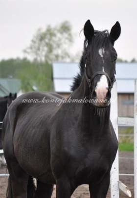 2012.05.07 Urodziny źrebaków