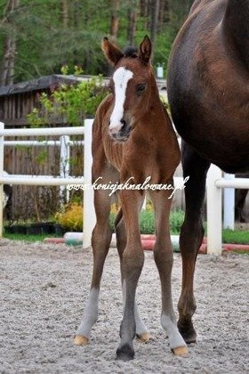 2019.05.02 Pierwszy spacer Samedi Jak Malowanej