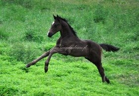 2017.06.25 Pędzący Daiquiri