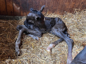 2025.05.03 Narodziny Everlight Jak Malowanego