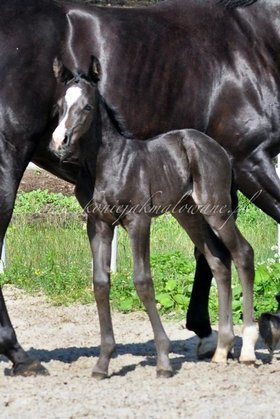 Next to me Jak Malowana - SPRZEDANA