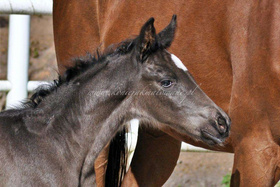 2023.05.01 Pierwszy spacer Tellur Jak Malowanego