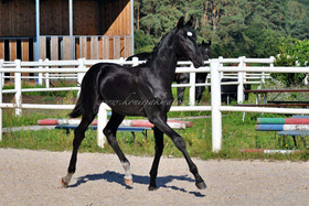 2023.09.20 6 miesięcy Romeo Jak Malowanego