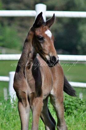 2024.05.12 Narodziny i pierwsze spacery Escalinero Jak Malowanego