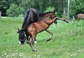 2017.12.20 Źrebak zmienny w kolorach jest...