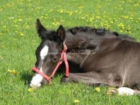 2010.06.14 - Padokowe rozmaitości