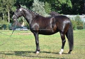 Toccata -  SPRZEDANA !