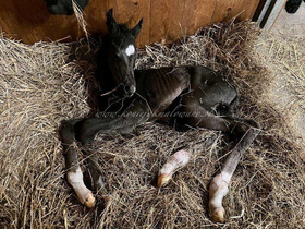 2024.03.08 Narodziny Dimalou Jak Malowanej