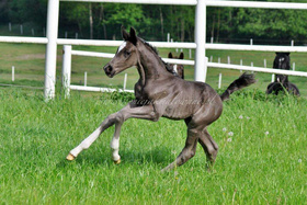 2024.05.06 Pierwsze spacery Element of love