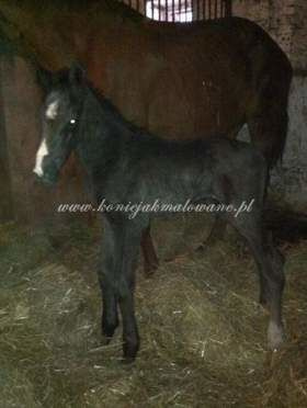 2011.04.17 - Pierwsza doba życia Diverso