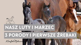29.03.31 Porody 3 klaczy, objawy zwiastujące wyźrebienie, pierwsze źrebaki - luty i marzec u Koni Jak Malowanych