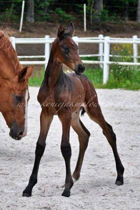 Fluttershy Jak Malowana - SPRZEDANA