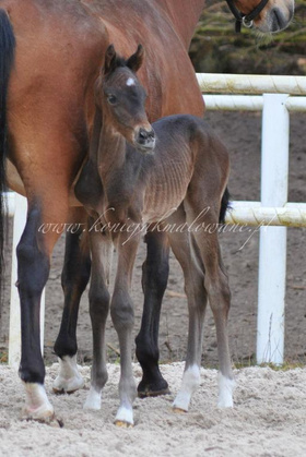 2025.03.20 Pierwszy spacer Rosaline Jak Malowanej