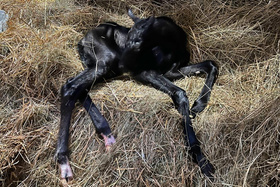 2025.03.12 Narodziny Romantica Jak Malowana