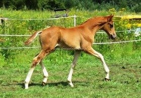 2017.07.27 Wystawa źrebiąt w Pacholętach