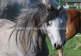 2013.09.11 Minako osiwiała z miłości