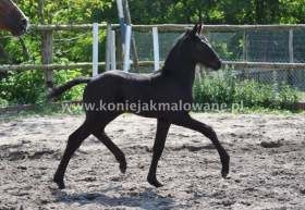 2013.07.05 Pierwszy miesiąc Solvero