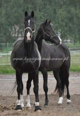 2012.08.31 Sierpniowe wygłupy Te Amo i Helatio