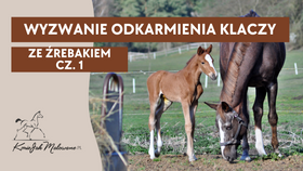 29.04.25 Wyzwanie odkarmienia klaczy ze źrebakiem